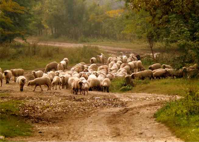 A Parábola da Separação das Ovelhas e dos Bodes