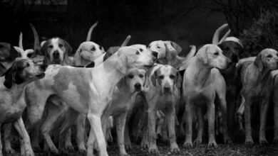 Ficarão de fora os cães