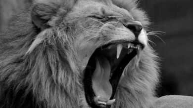 O diabo anda ao derredor como leão que ruge
