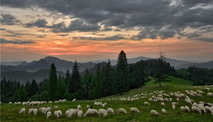 O Senhor é o meu pastor e nada me faltará - IMAGENS BIBLICAS