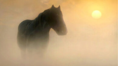 Cavalo amarelo do Apocalipse