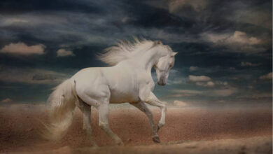 Cavalo branco do Apocalipse